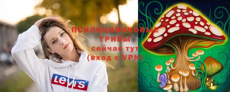 Галлюциногенные грибы Psilocybe  Бронницы 